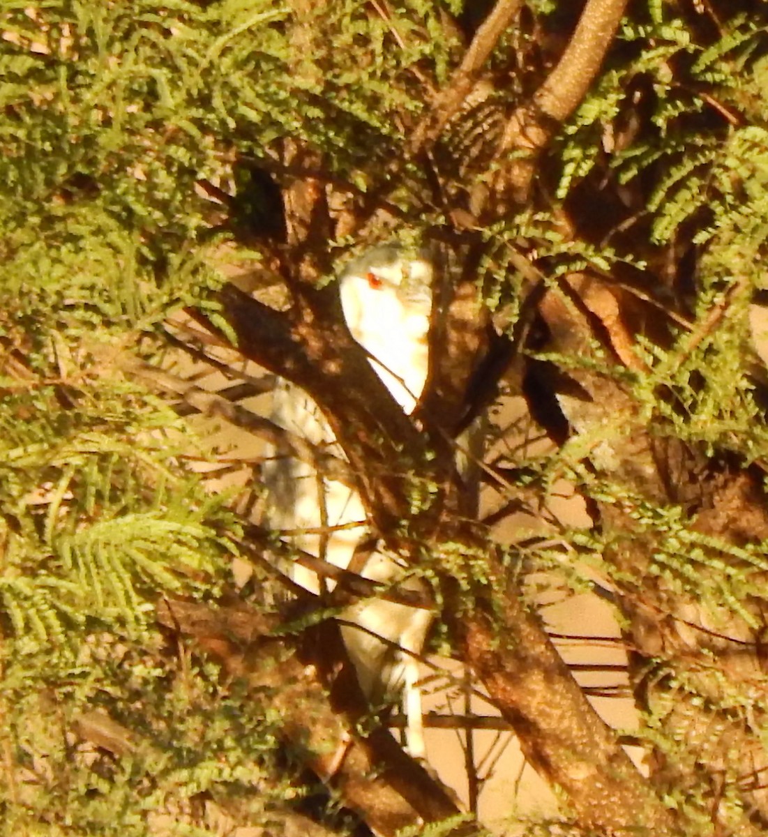 Black-crowned Night Heron - ML22214291