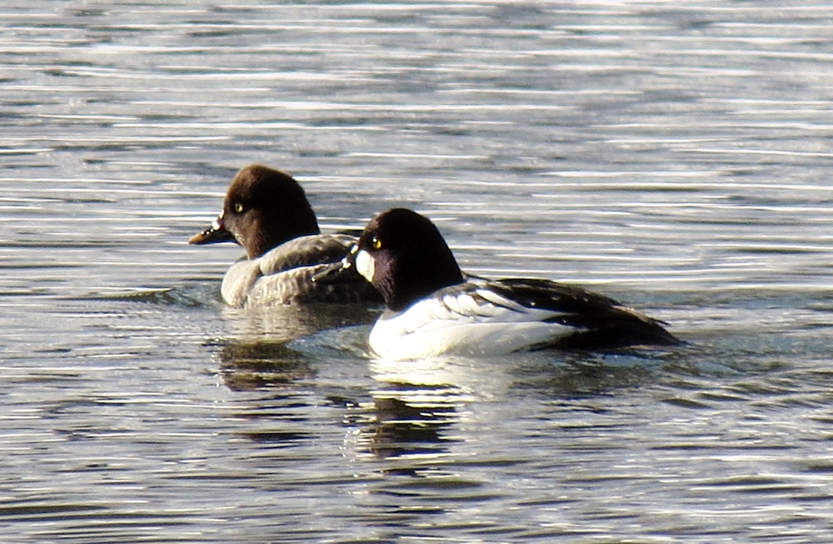 Common Goldeneye - ML22214301