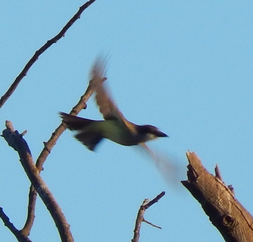 Thick-billed Kingbird - Eric Hough