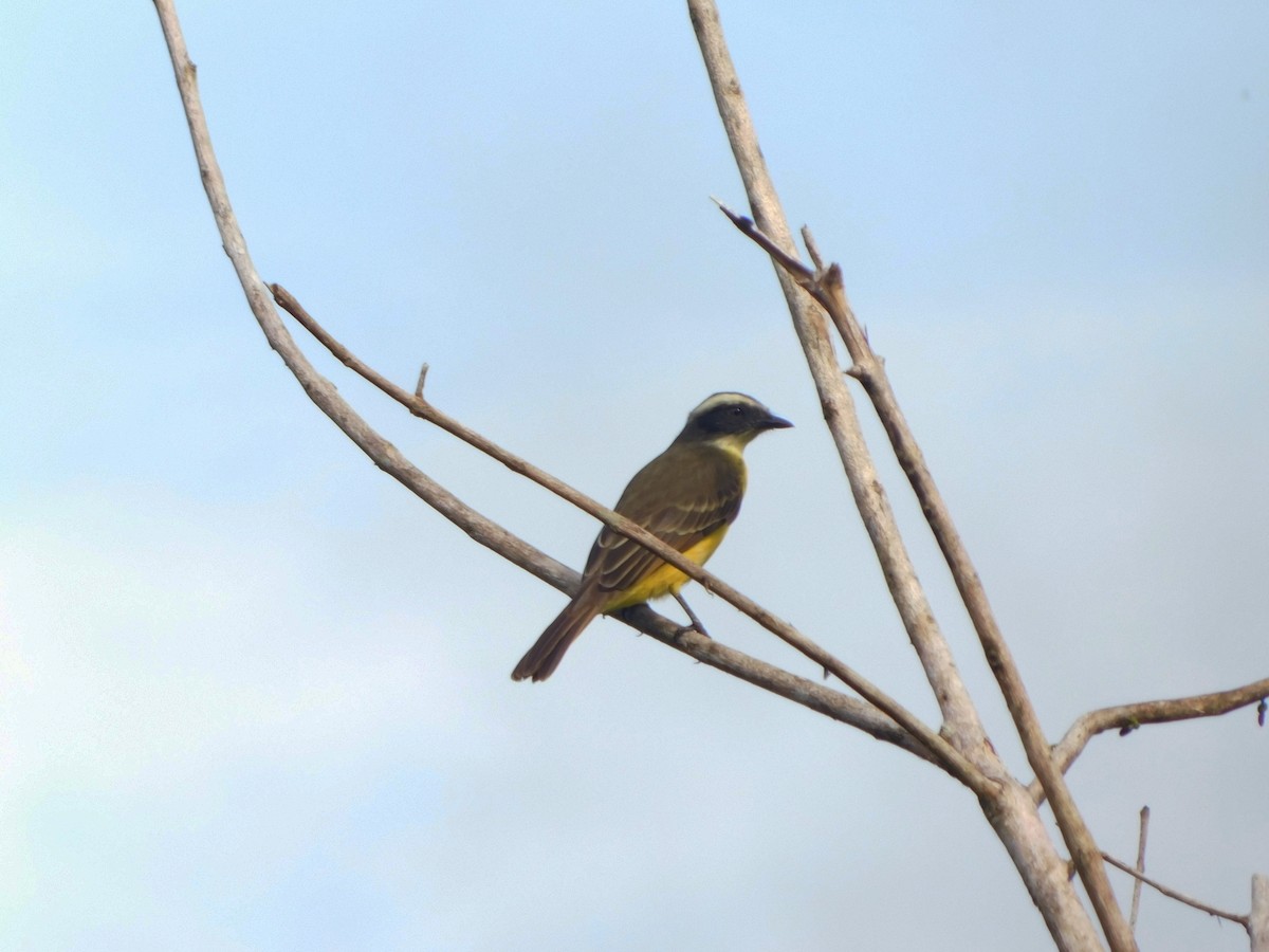 Social Flycatcher - Jessica Nathalia Sánchez Guzmán