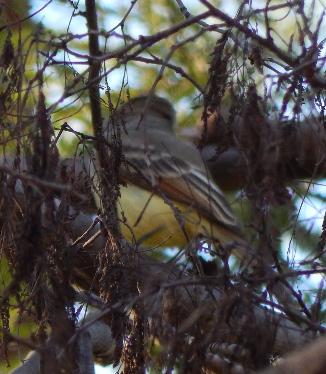 Nutting's Flycatcher - Eric Hough