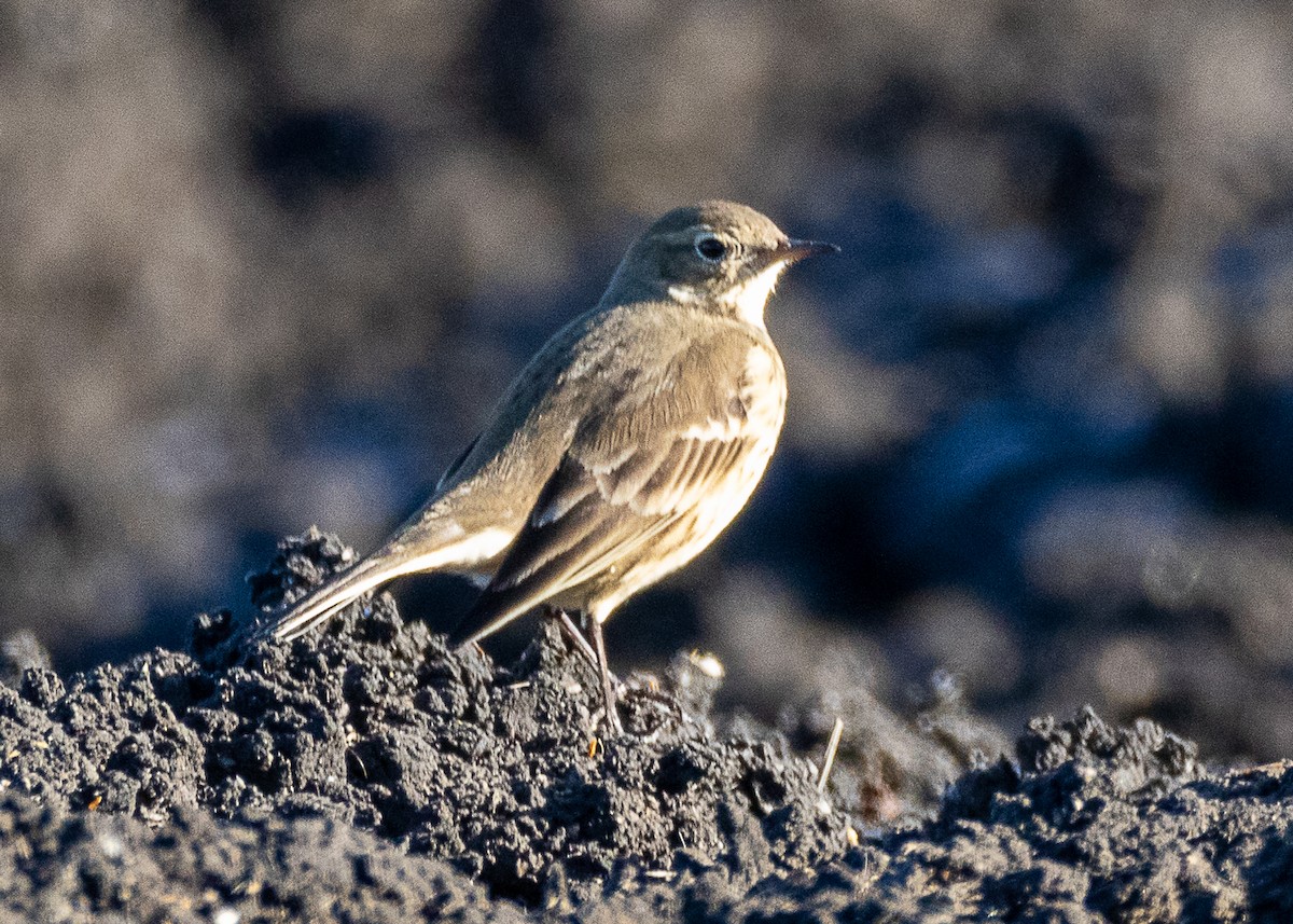 American Pipit - Luc Tremblay