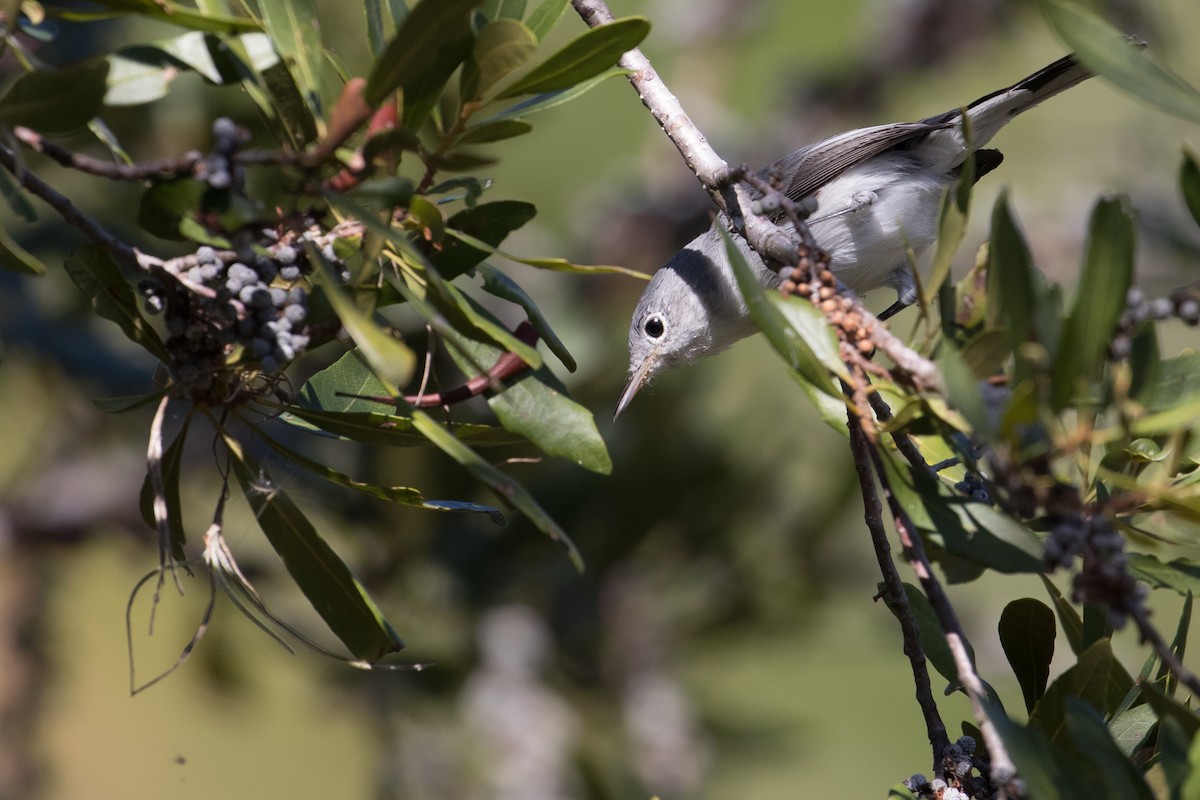 Blue-gray Gnatcatcher - ML222146371