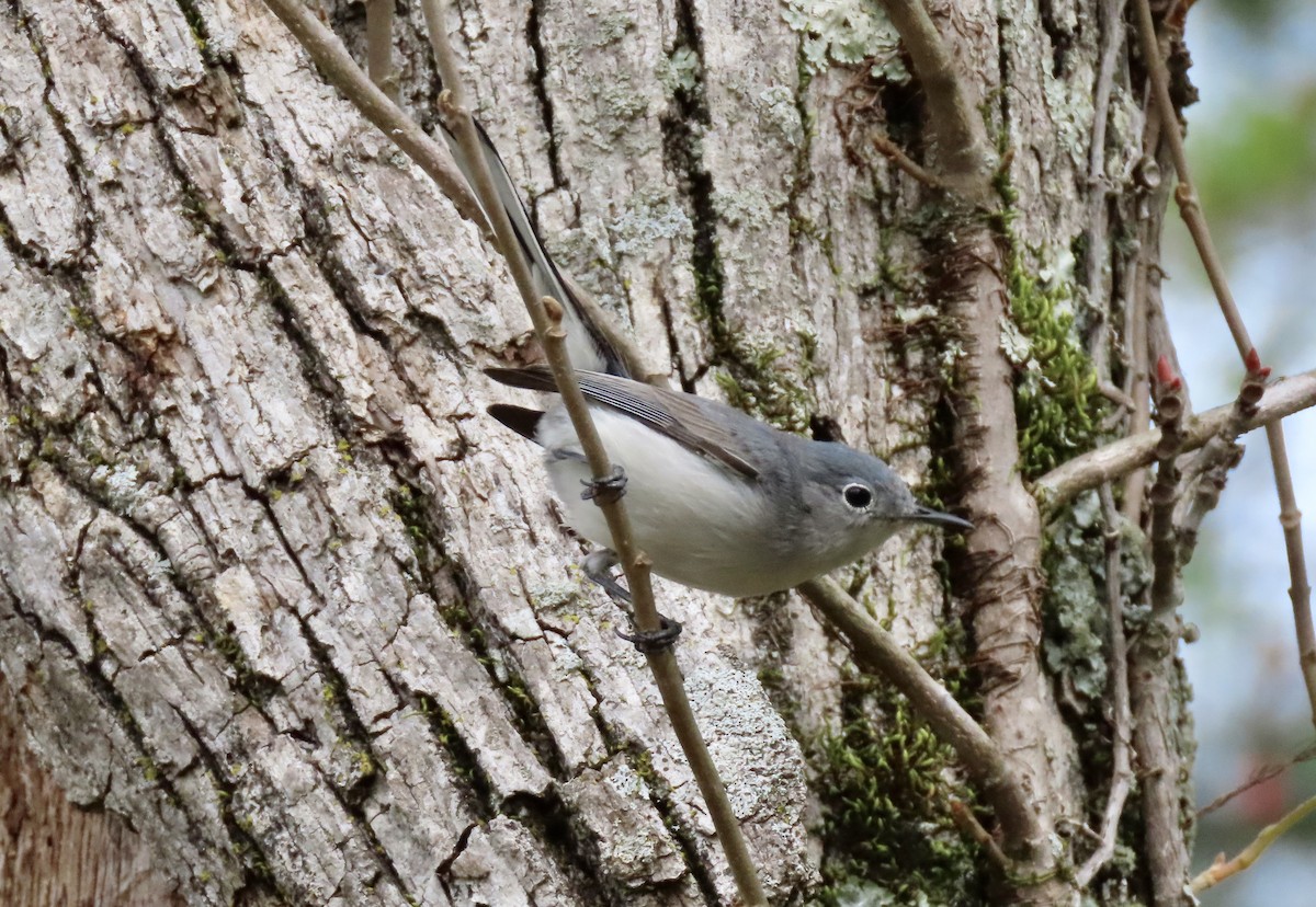 Blue-gray Gnatcatcher - ML222147021