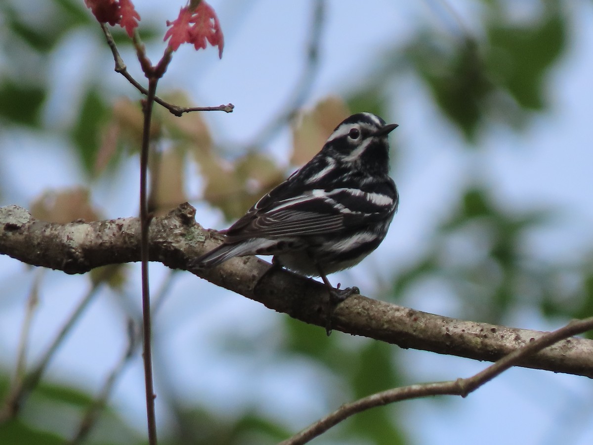 Black-and-white Warbler - ML222147121