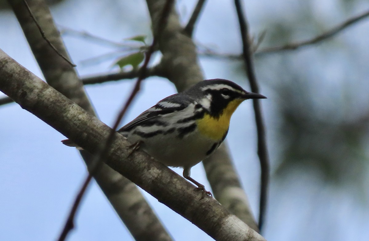 Yellow-throated Warbler - ML222147241