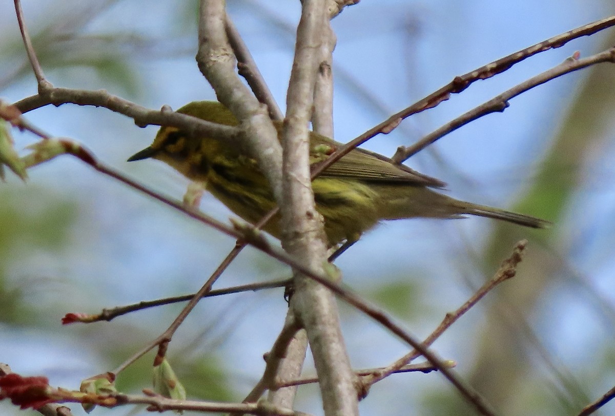 Prairie Warbler - ML222147411