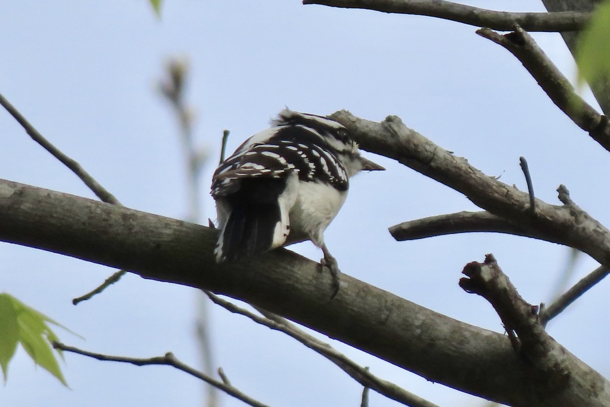 Downy Woodpecker - ML222147671