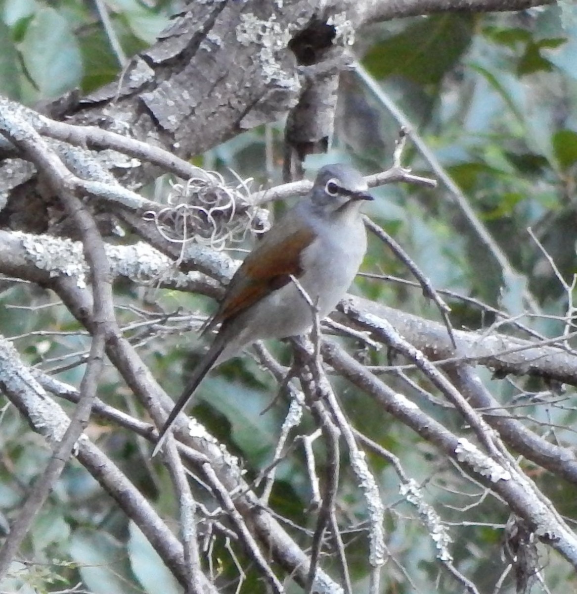 Brown-backed Solitaire - Eric Hough