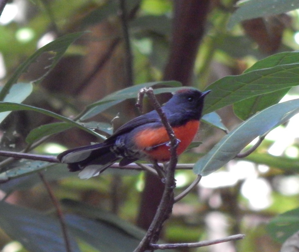 Slate-throated Redstart - Eric Hough