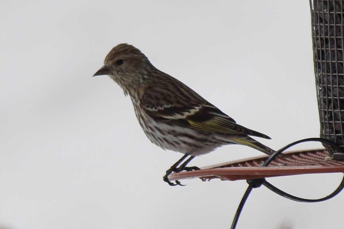 Pine Siskin - Ken Wade