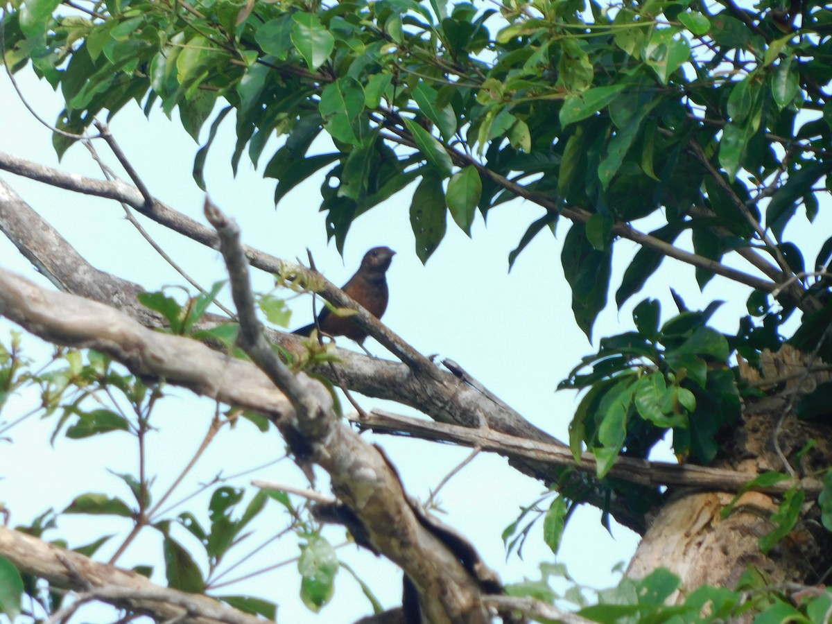 Silver-beaked Tanager - ML222149521