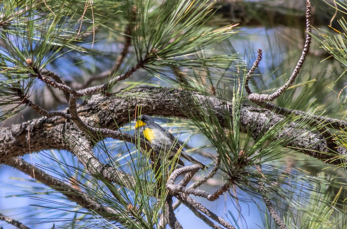 Paruline à croupion jaune (auduboni) - ML222150161