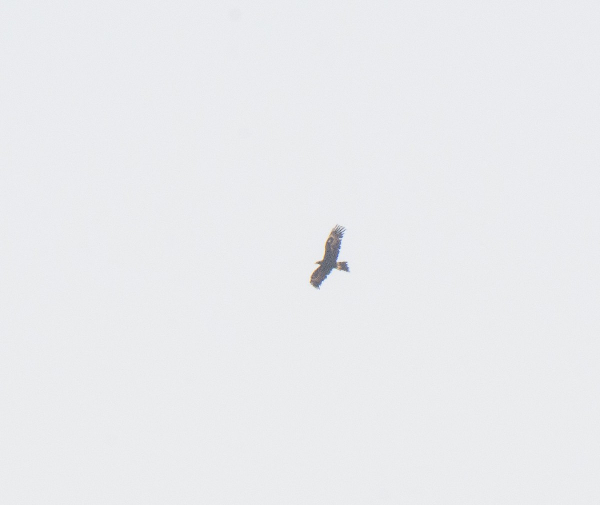 Wedge-tailed Eagle - ML222151131