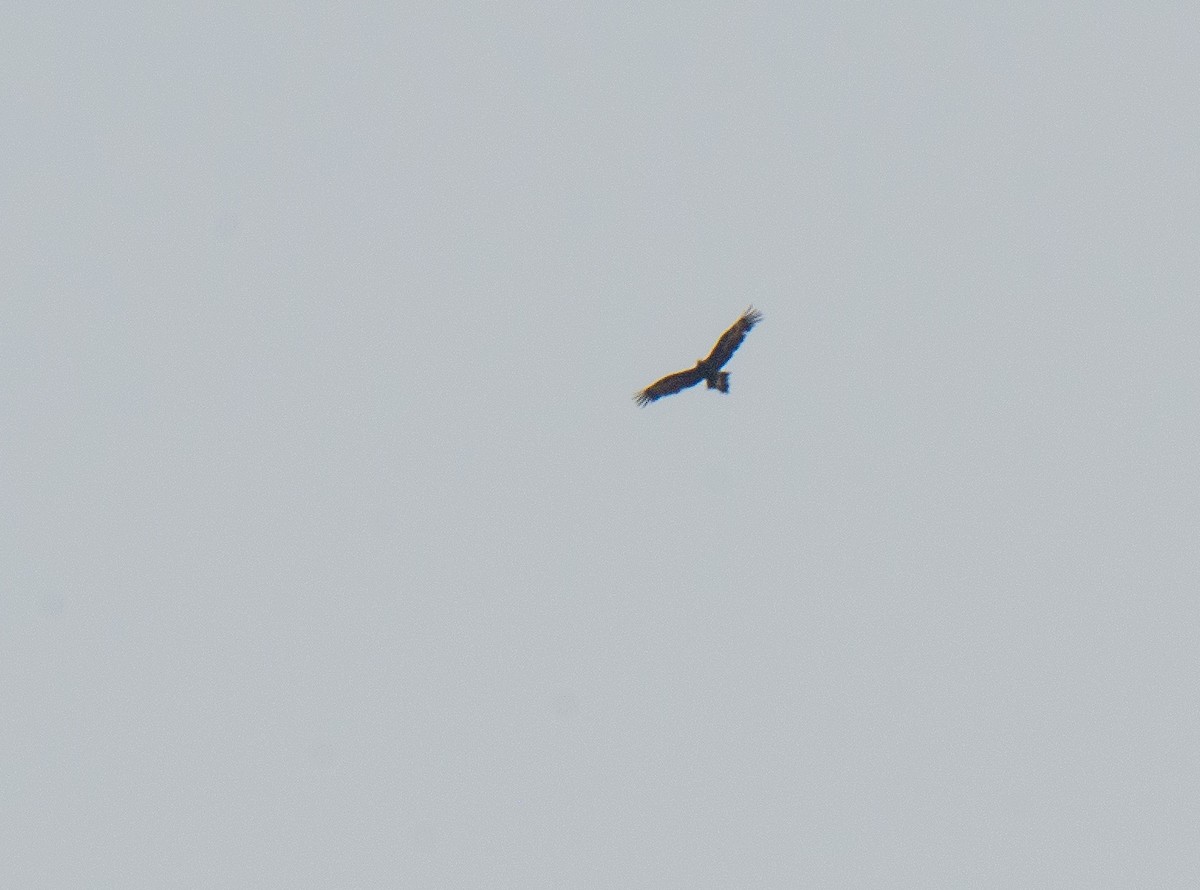 Wedge-tailed Eagle - ML222151151