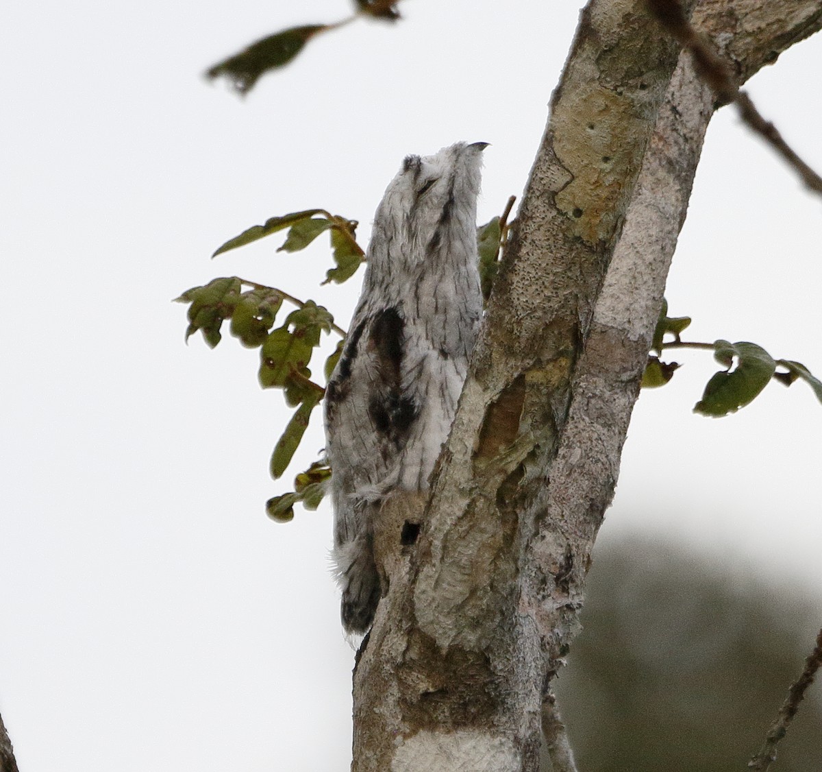 Common Potoo - ML222151781