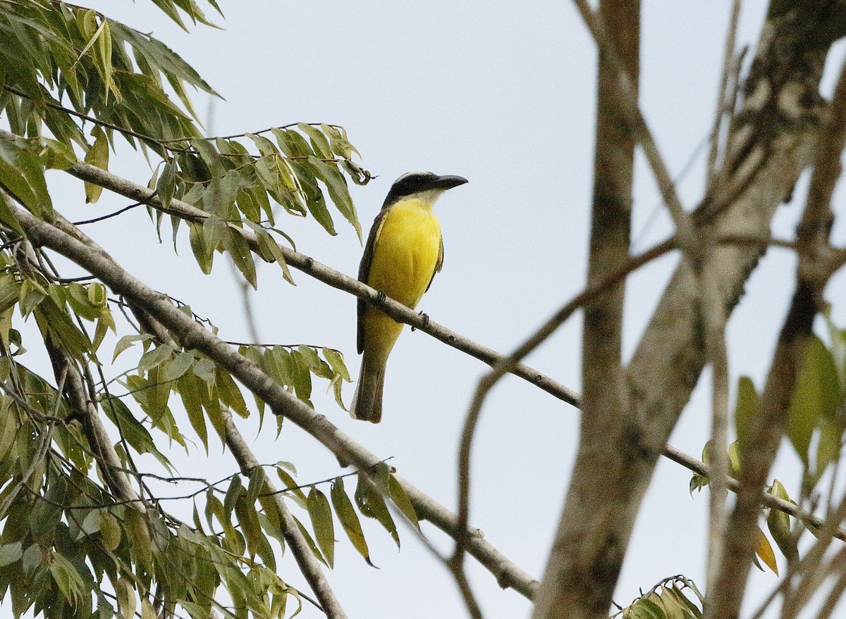 Boat-billed Flycatcher - Adam Byrne