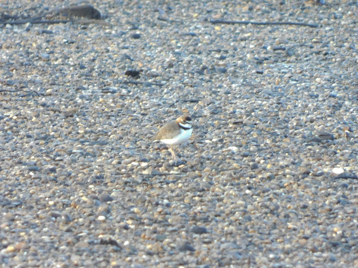 Collared Plover - ML222152991