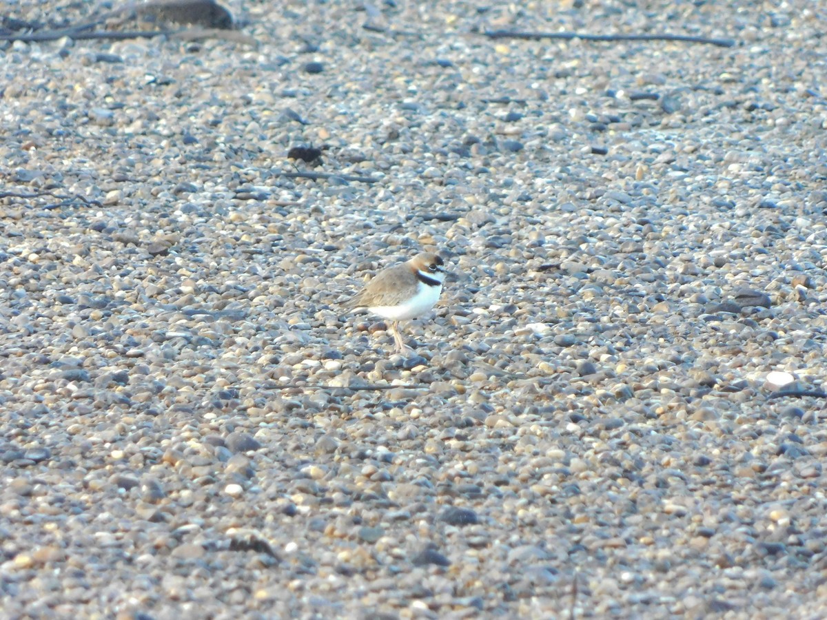 Collared Plover - ML222153001