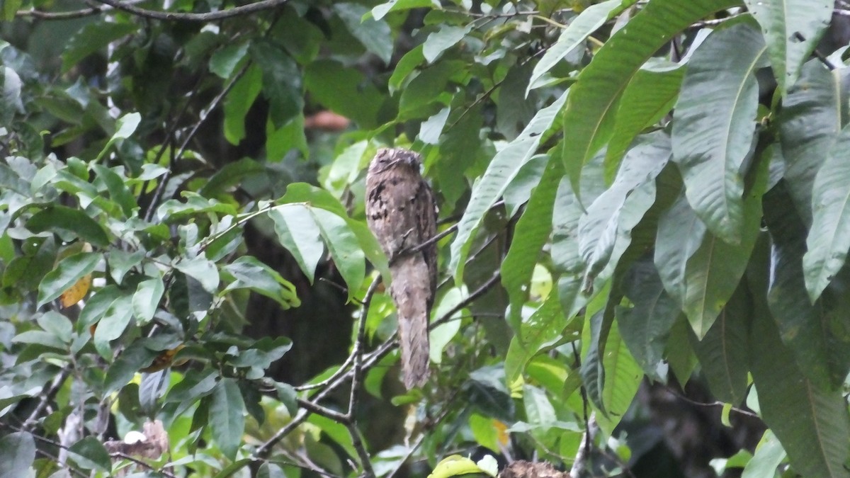 Common Potoo - sheryl mcnair