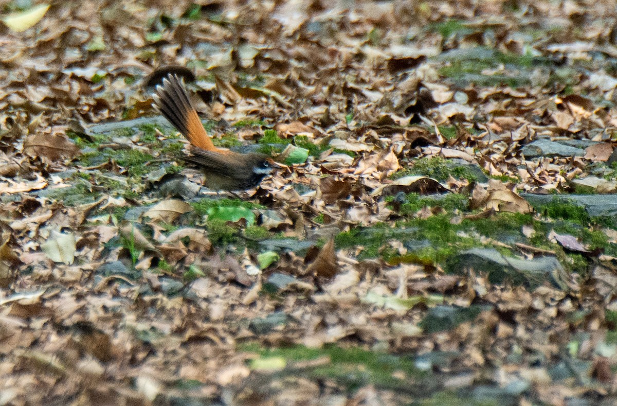 Australian Rufous Fantail - ML222158901
