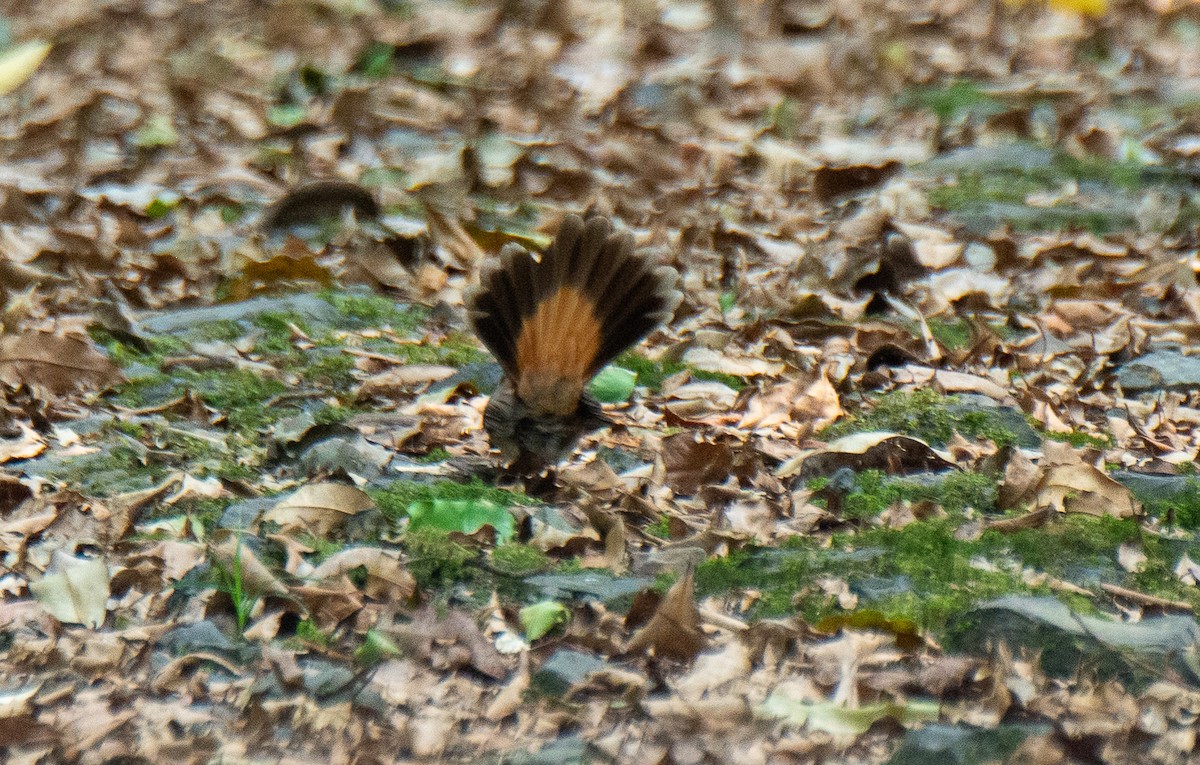 Australian Rufous Fantail - ML222159011