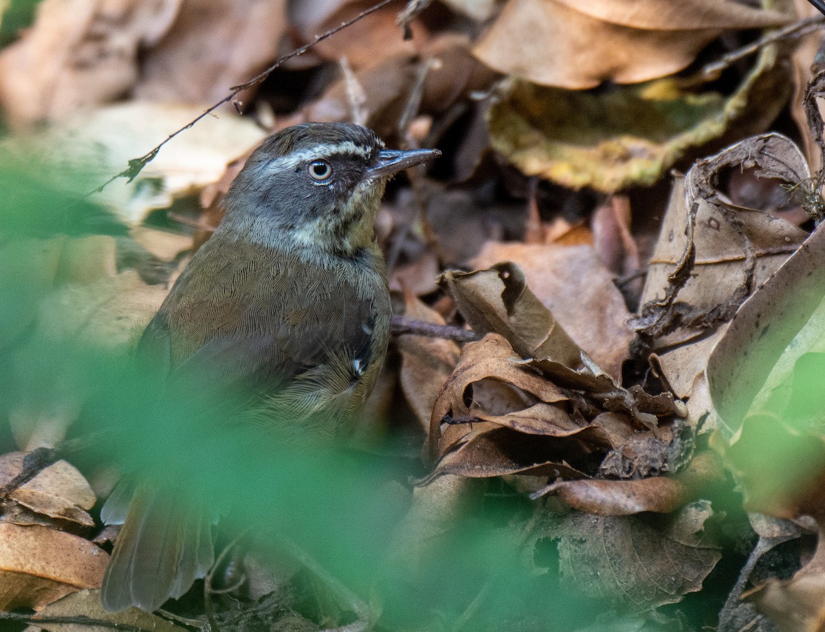 White-browed Scrubwren - ML222159221