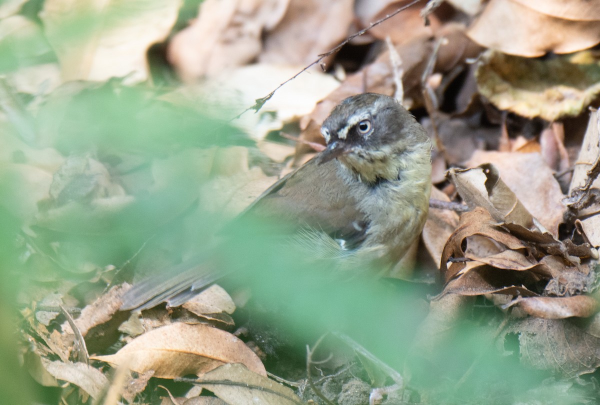 White-browed Scrubwren - ML222159241