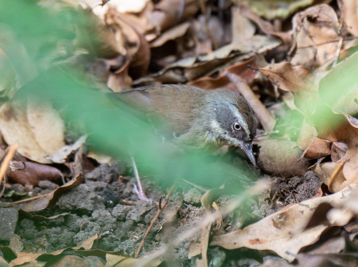 White-browed Scrubwren - ML222159271