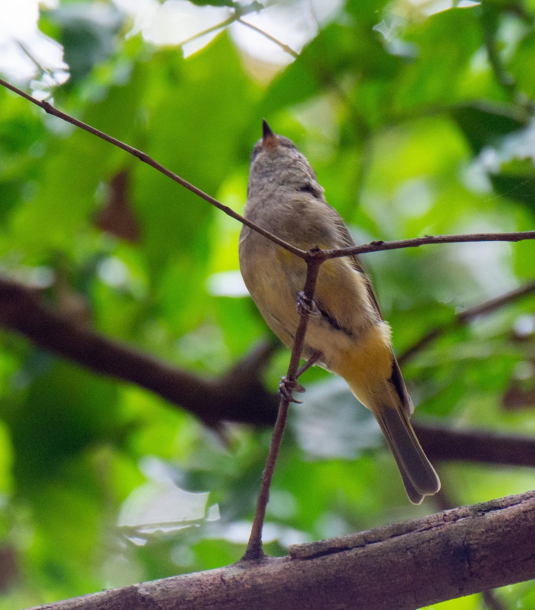 Golden Whistler (Eastern) - ML222159341