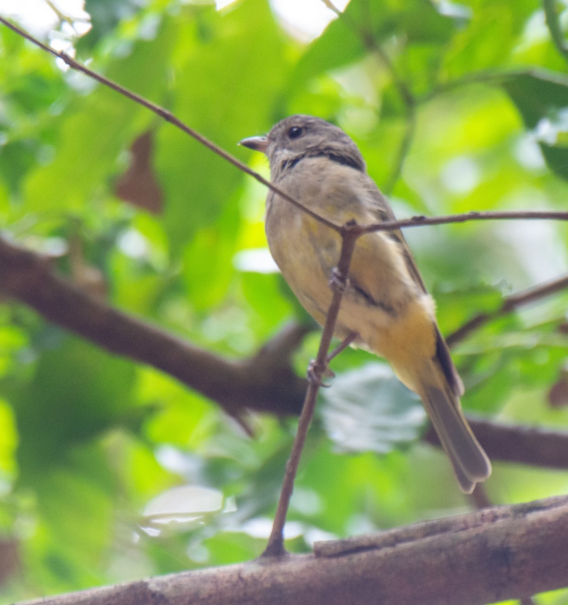 Golden Whistler (Eastern) - ML222159351