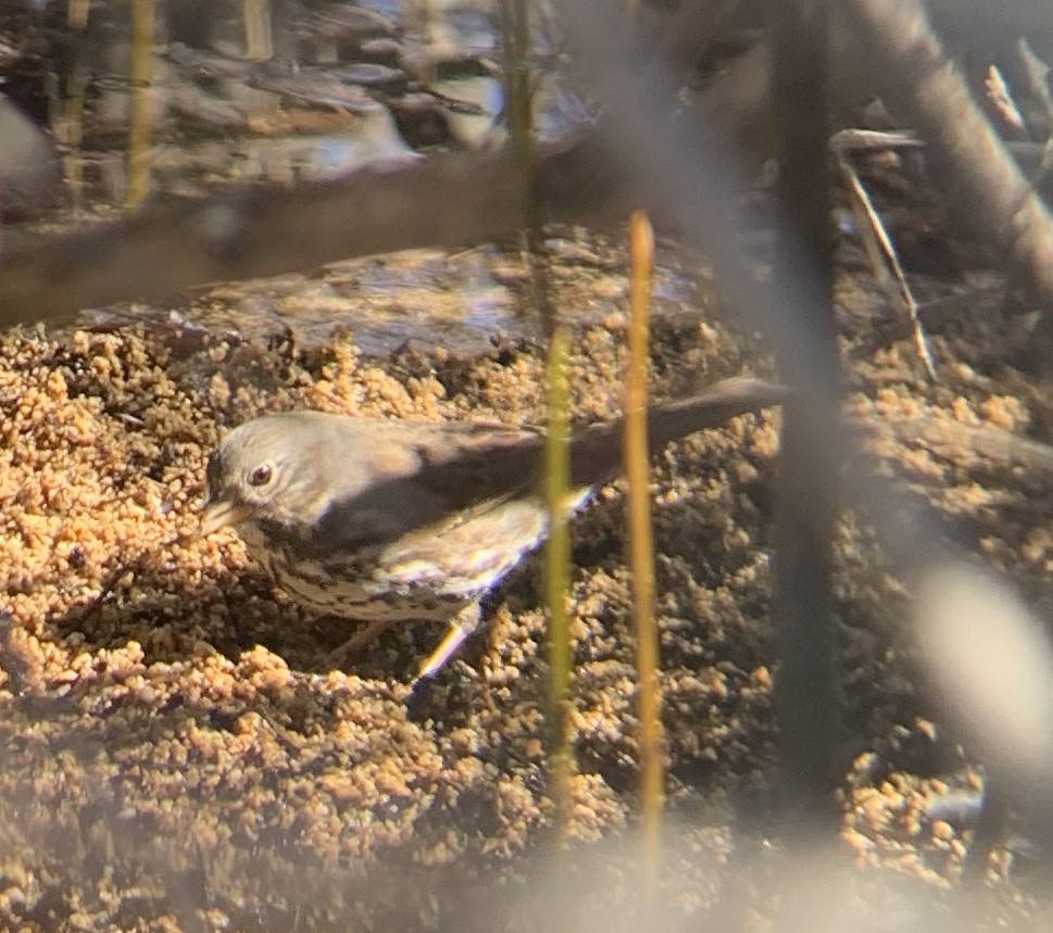 Fox Sparrow (Thick-billed) - ML222159661