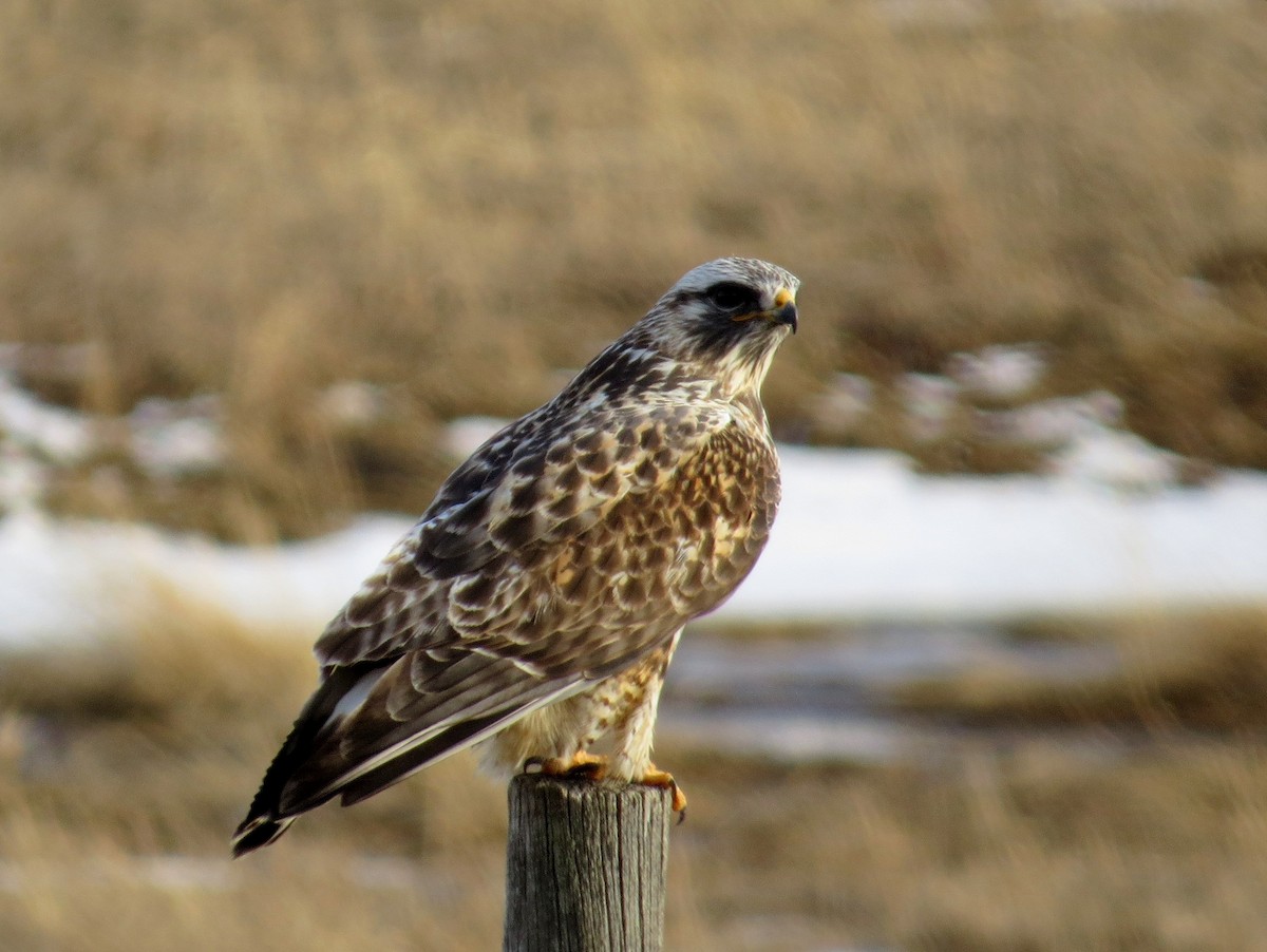 Rough-legged Hawk - Asher  Warkentin