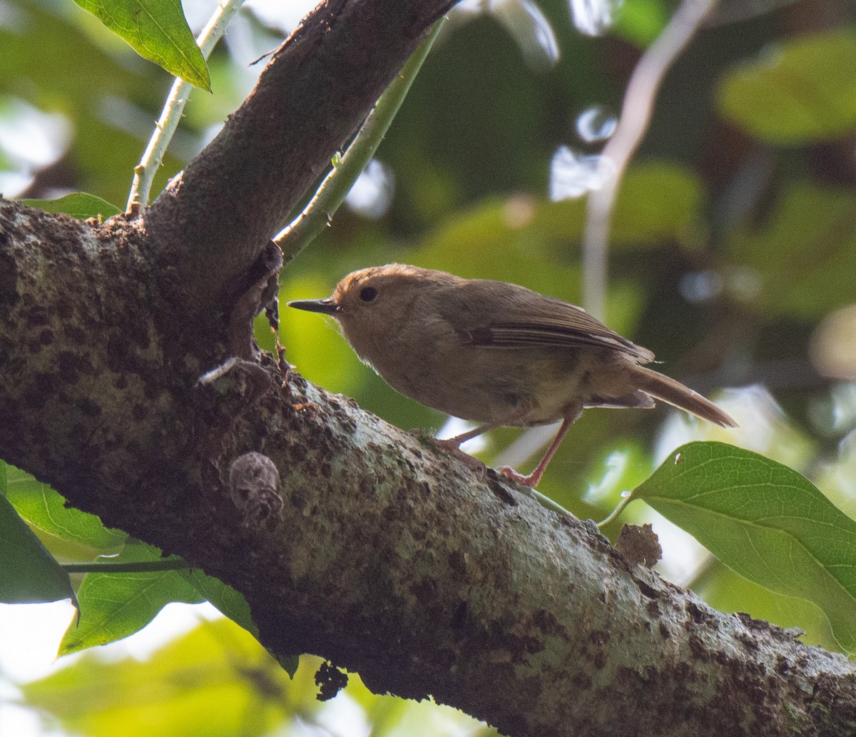 Large-billed Scrubwren - ML222160901