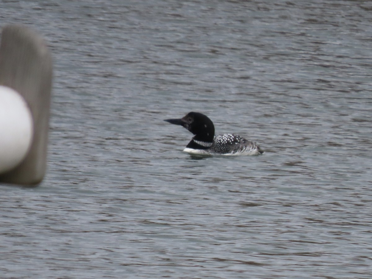 Plongeon huard - ML222161951