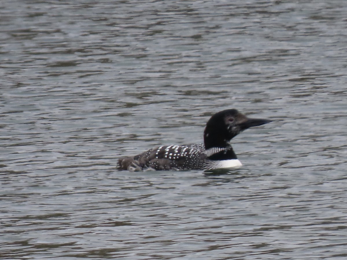Common Loon - Lynnette Clemens