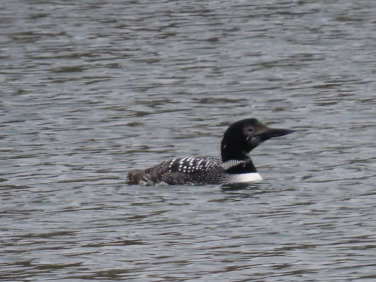 Common Loon - ML222161961