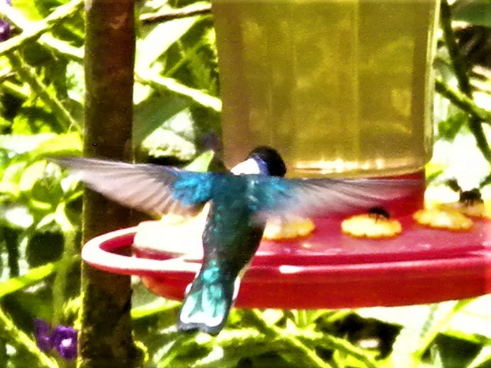 White-necked Jacobin - ML222163301