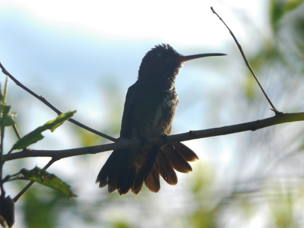 kolibřík zrcadlový - ML222165551