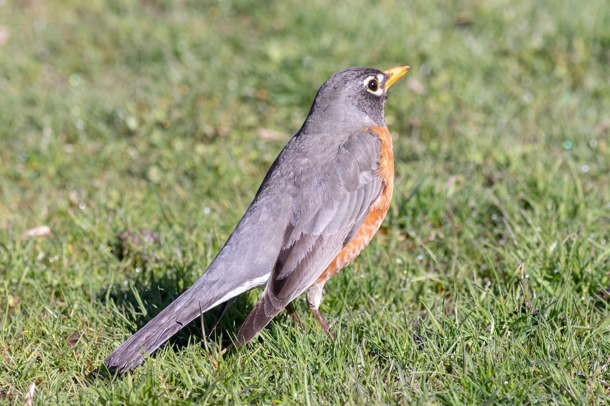 American Robin - ML222165861