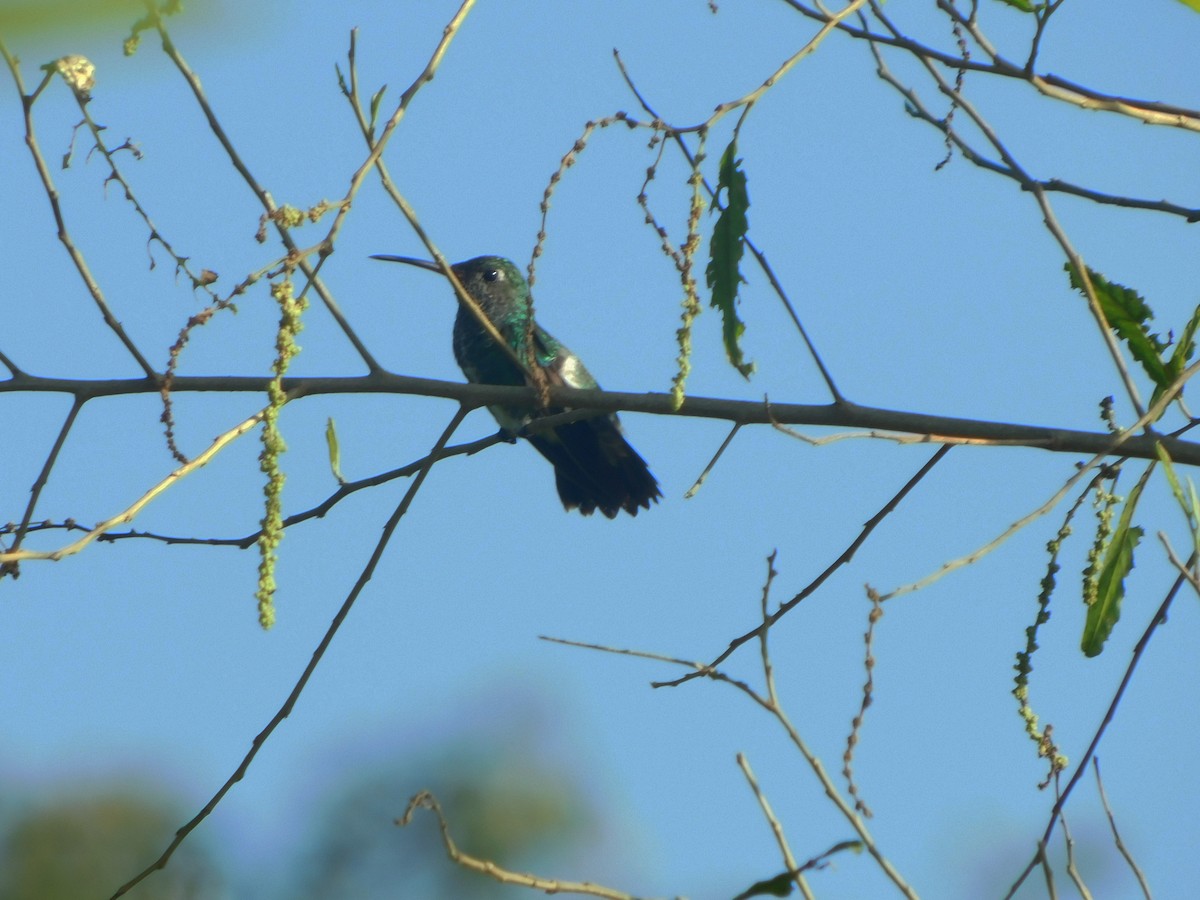 kolibřík zrcadlový - ML222166111