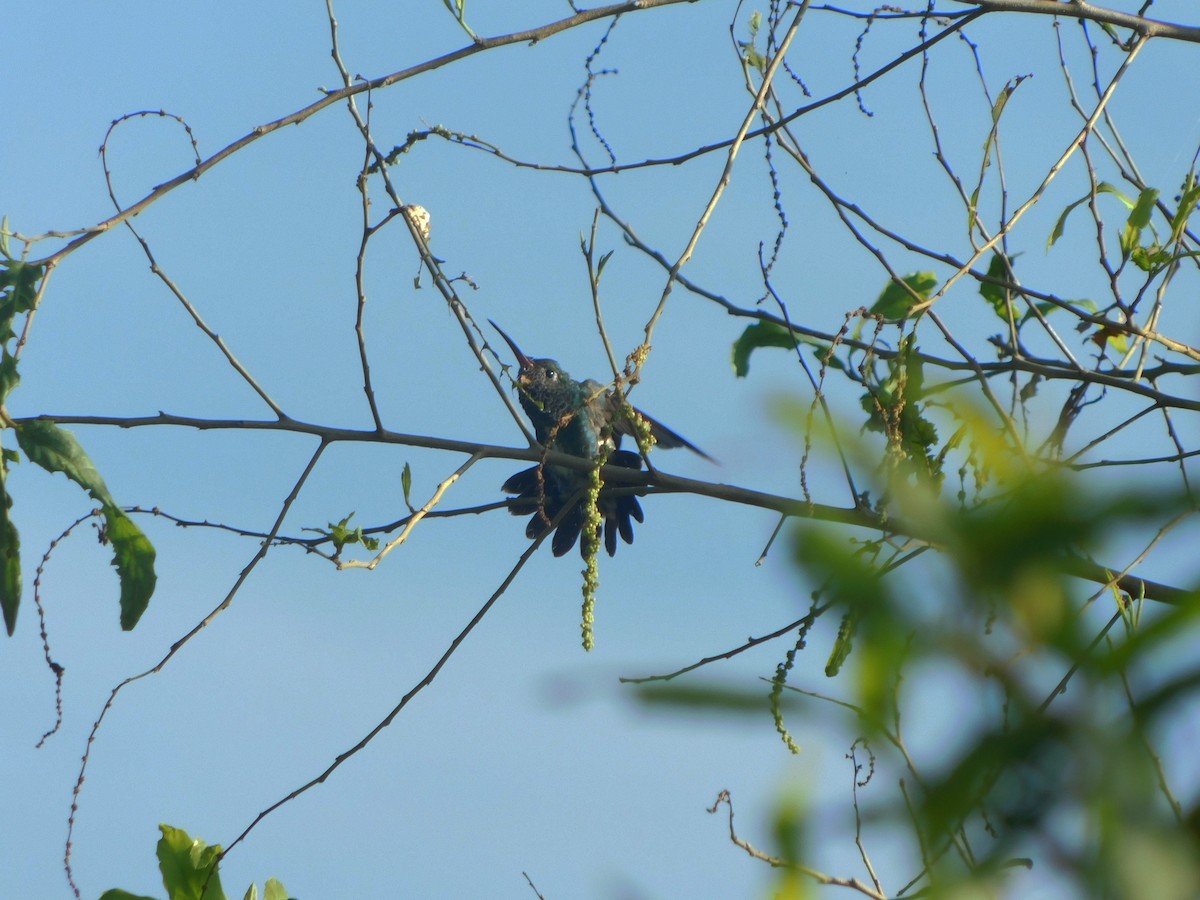 kolibřík zrcadlový - ML222166171