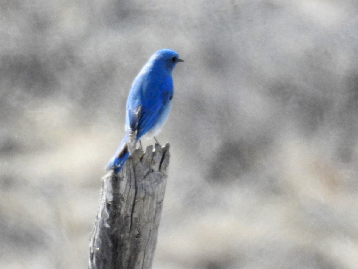 Mountain Bluebird - ML222166791