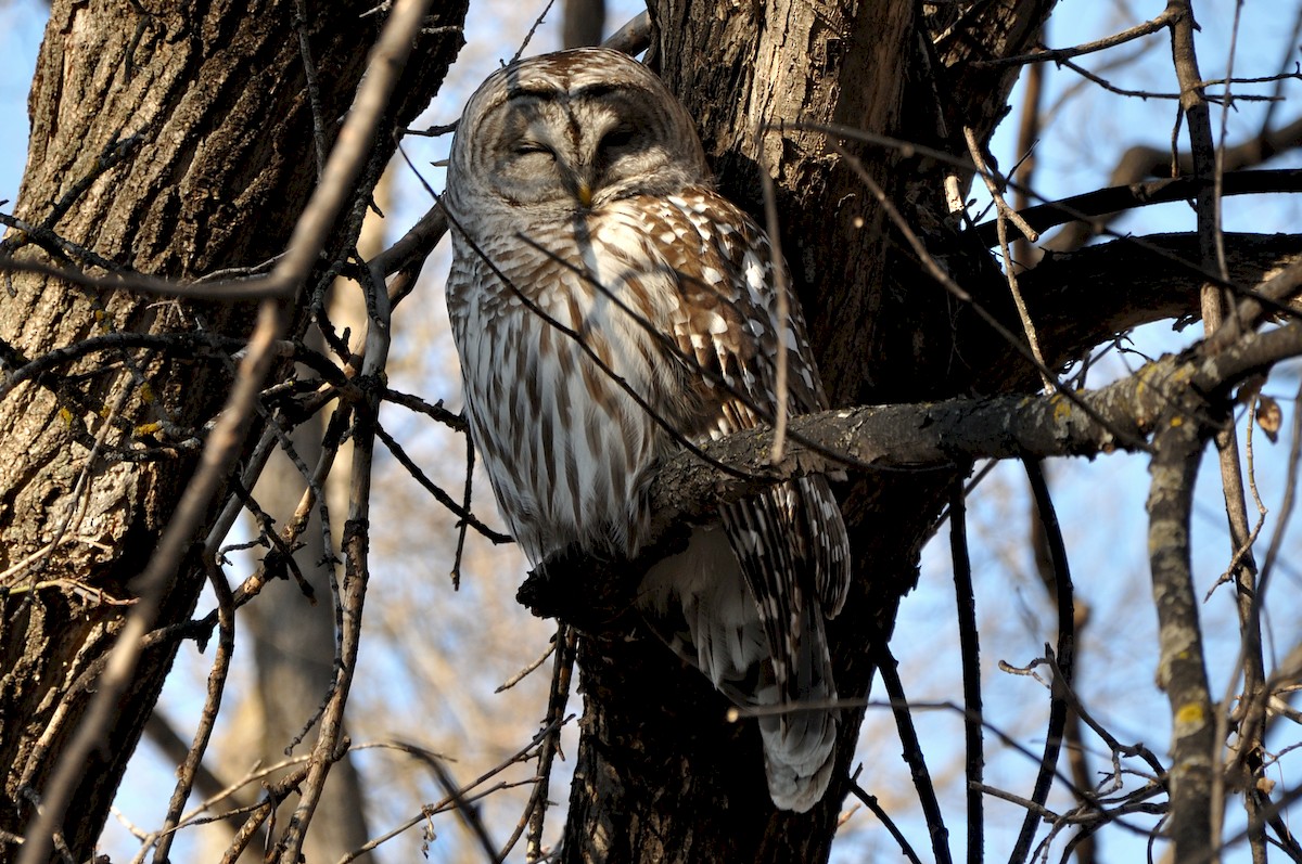 Barred Owl - ML222166981