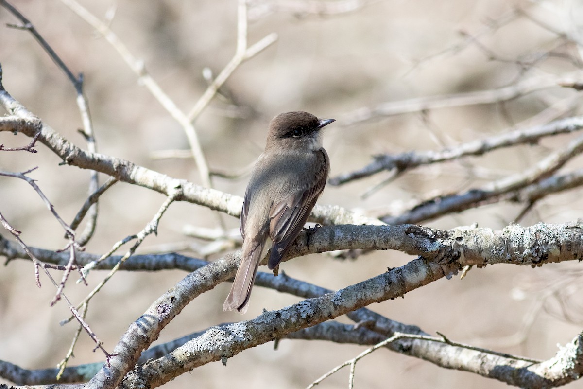 Eastern Phoebe - ML222167381