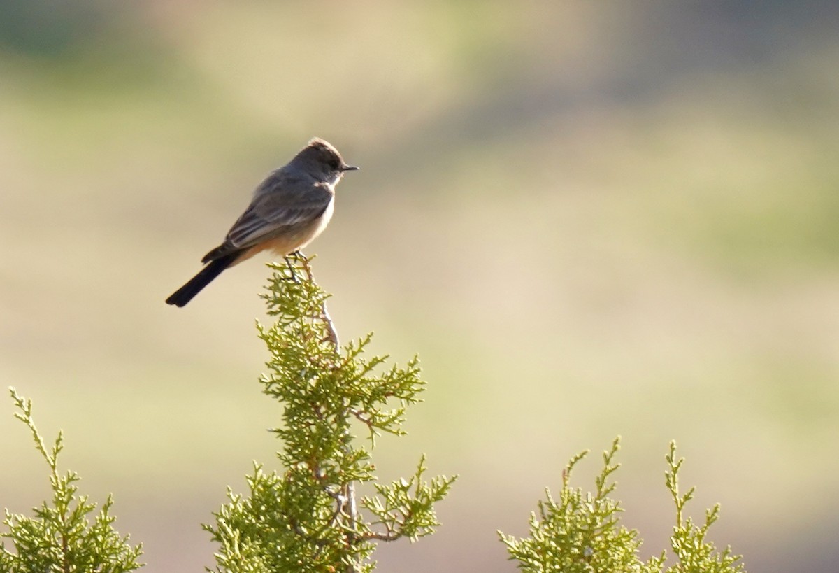 Say's Phoebe - ML222168851