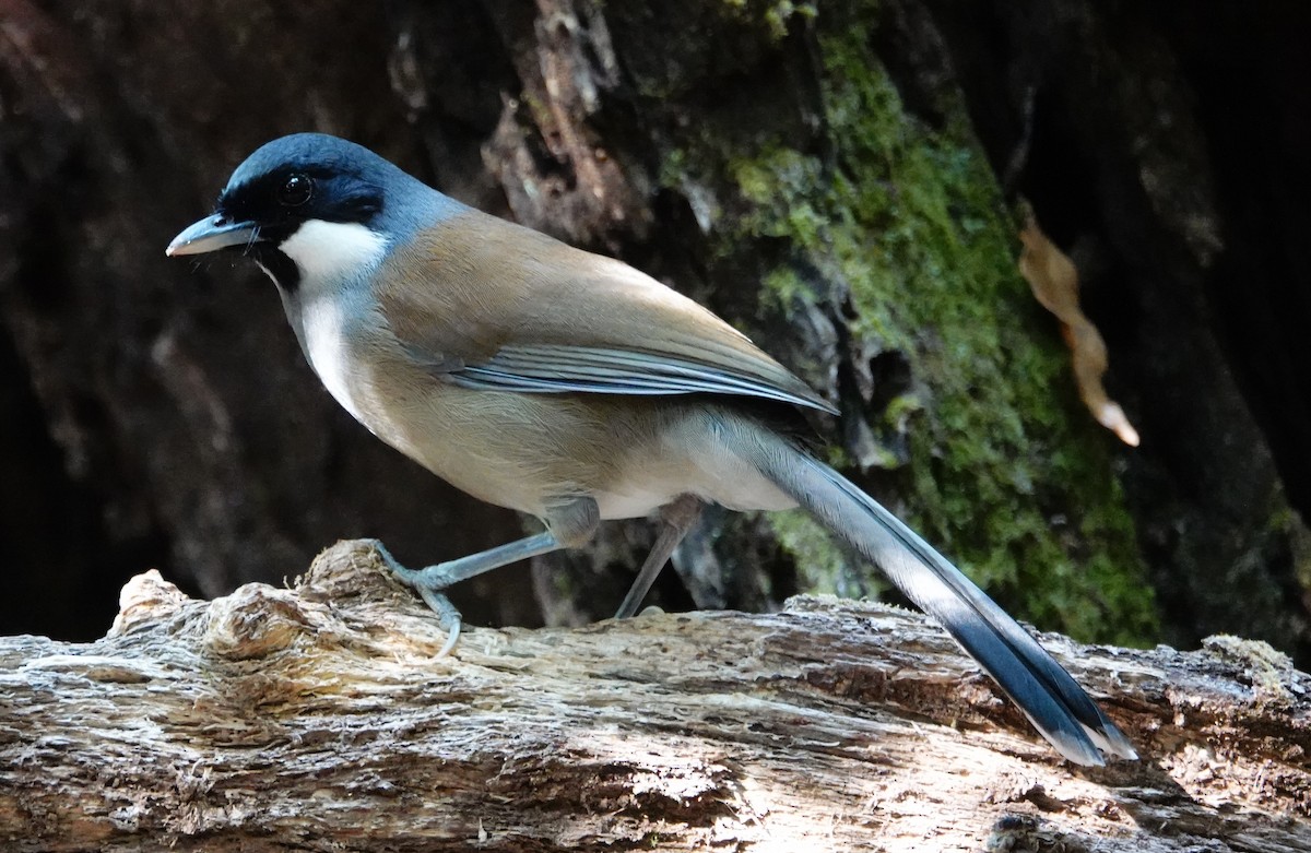 White-cheeked Laughingthrush - Deanna MacPhail