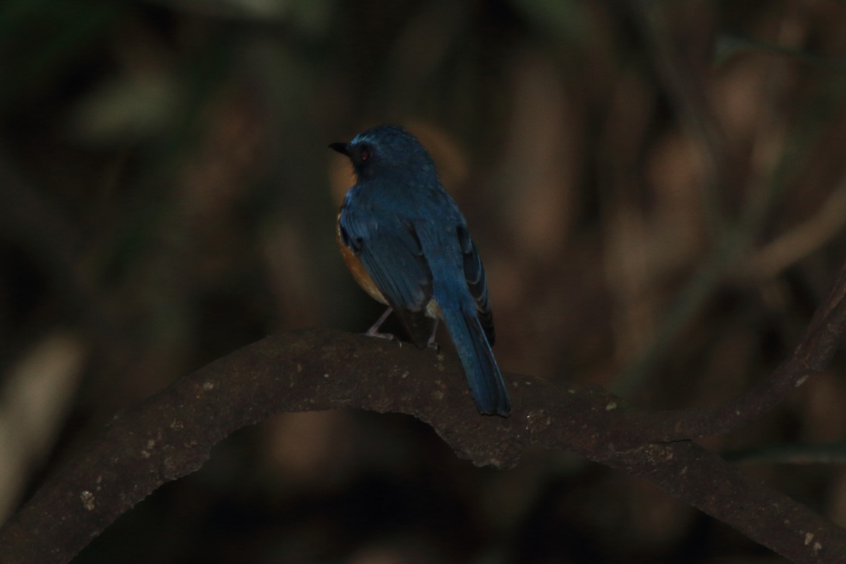 Javan Blue Flycatcher - ML222171761