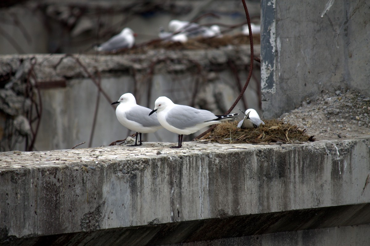 Black-billed Gull - ML222172841