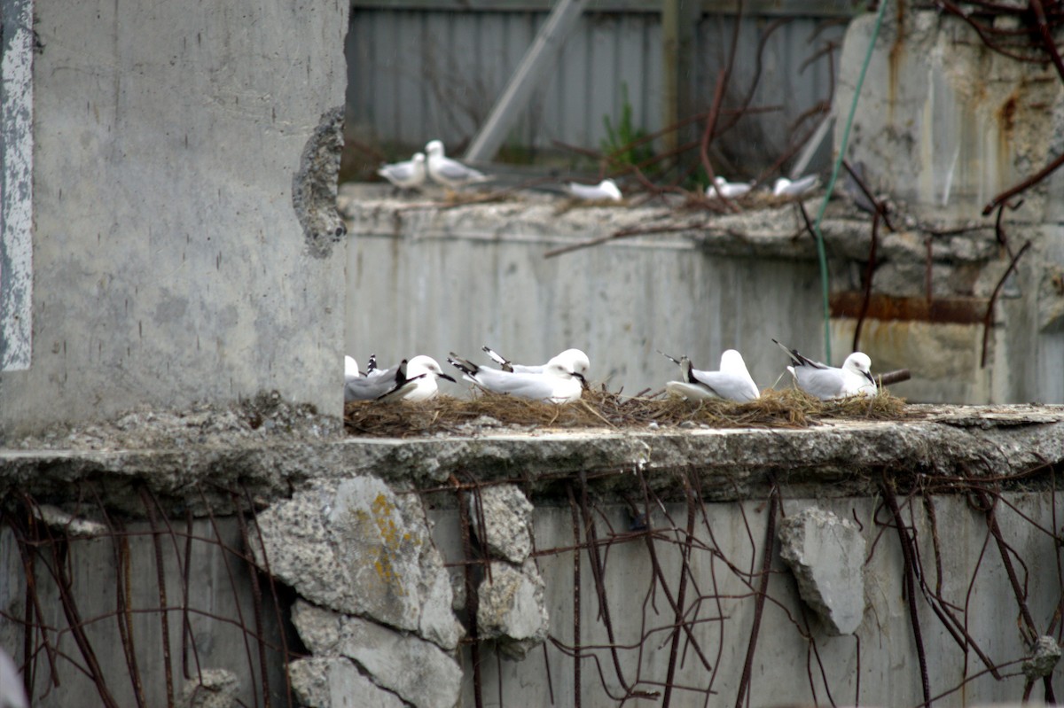 Black-billed Gull - ML222172901